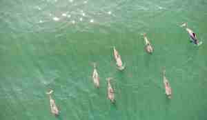 Dronebilde av en flokk på syv grå niser som svømmer i grønnfarget vann.