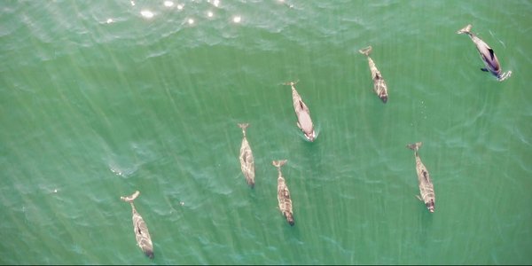 

Dronebilde av en flokk på syv grå niser som svømmer i grønnfarget vann.