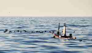 Dronekajakk dupper i sjøen med lundefugler like i nærheten.