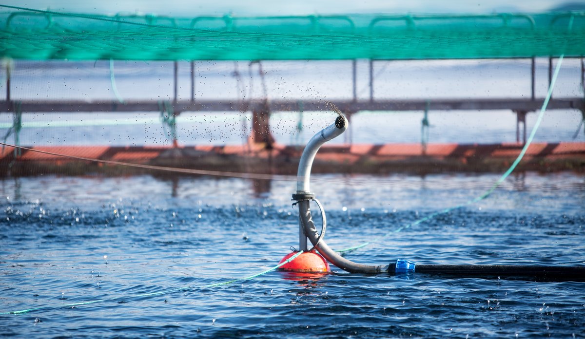 
Illustration photo from a fish farm. 