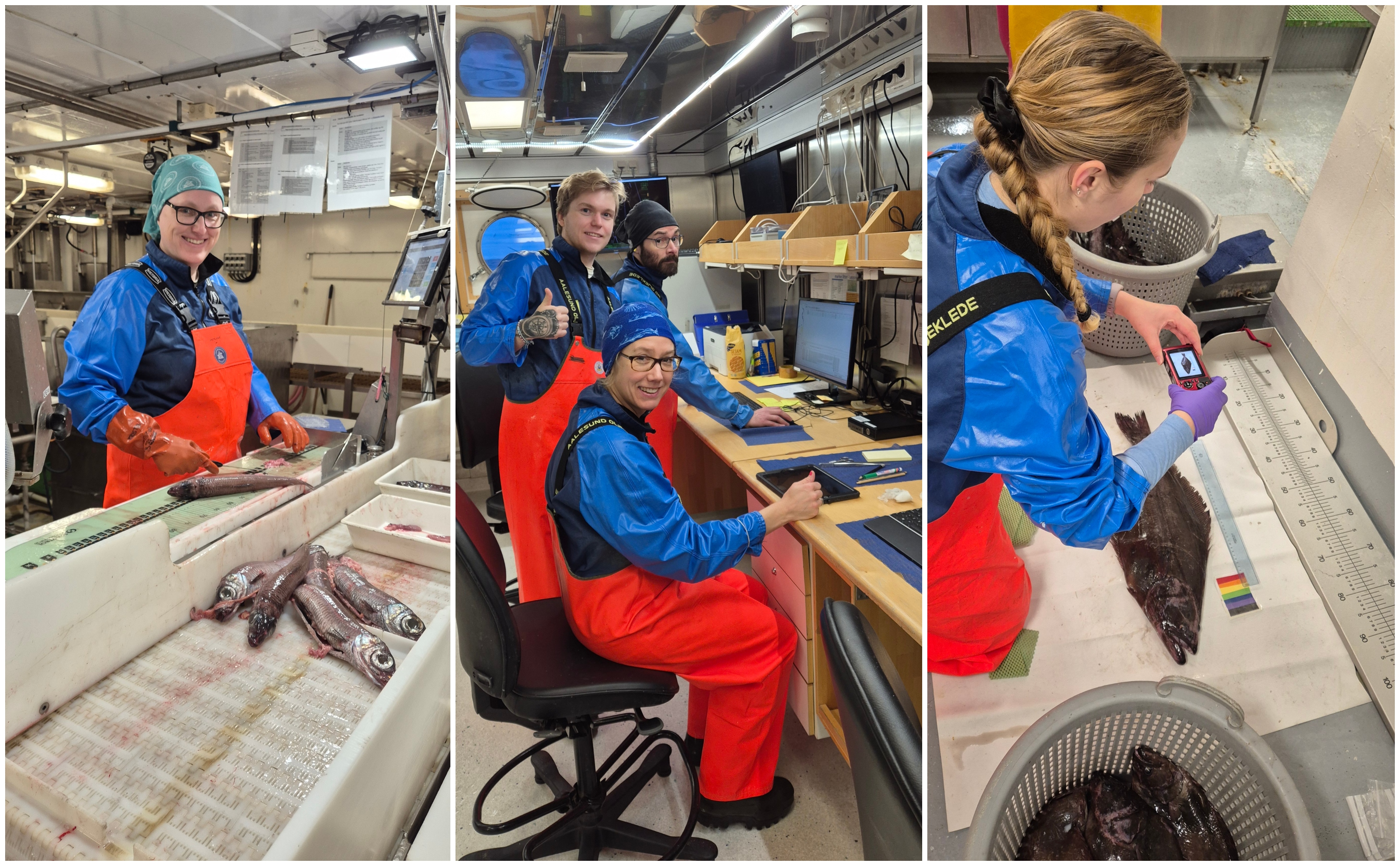 en kollasj sett sammen av tre bilder. alle viser forskningsteknikere og forskere på tokt, der de sorterer fisk, registrerer prøvene og tar bilde av fisk