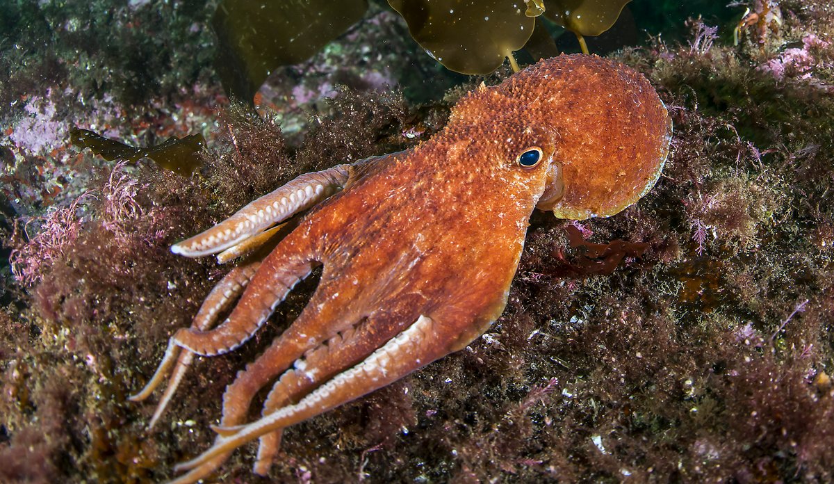 Eledone cirrhosa 09 2015 (7)