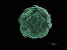 Fotografi av algecellens overflate (Emiliania huxleyi)