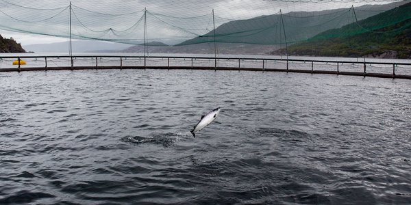 

En laks hopper opp av vannet i en merd