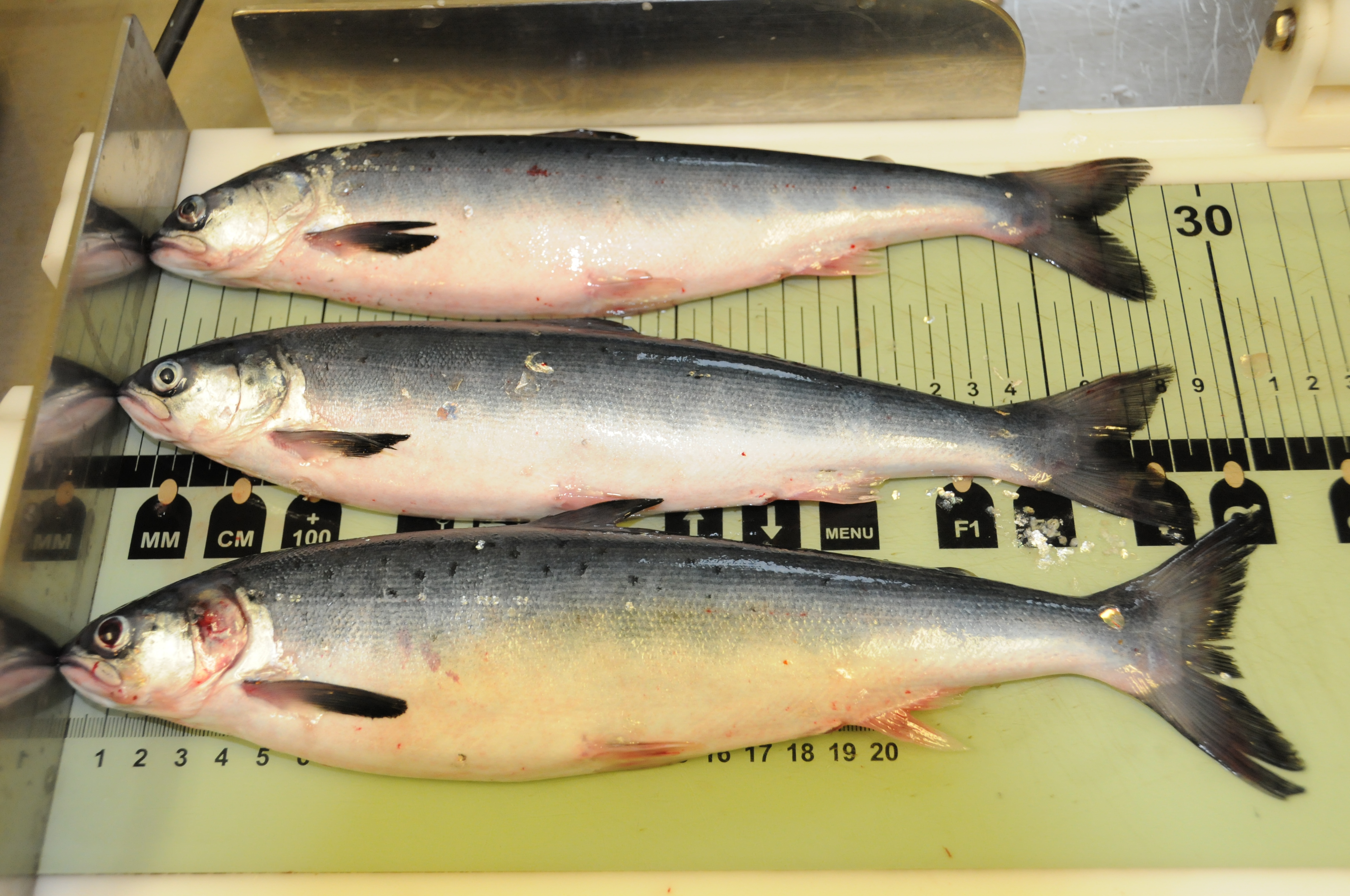 Tre post-smolt atlantiske lakser ligger på rekke og rad på et målebrett. 
