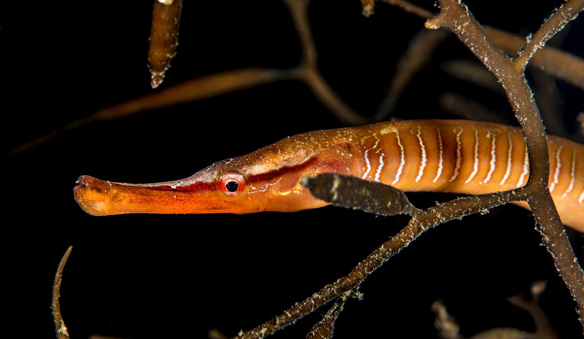 Entelurus aequoreus 19 12 2016 2