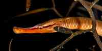 

Entelurus aequoreus 19 12 2016 2