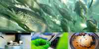 

Fotomontasje som viser oppdrettslaks i stim, arbeid med biologisk materiale og lakseegg