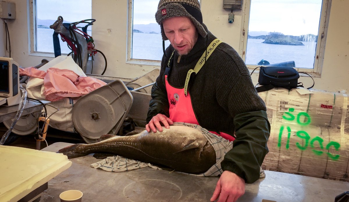 
En mann i oljehyre står ved et bord. På bordet ligger en stor torsk, som skal merkes.