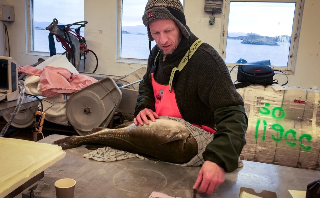 En mann i oljehyre står ved et bord. På bordet ligger en stor torsk, som skal merkes.