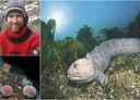 Collage of three photos. One man smiling to the camera, wolf fish on the sea floor and sea urchin.