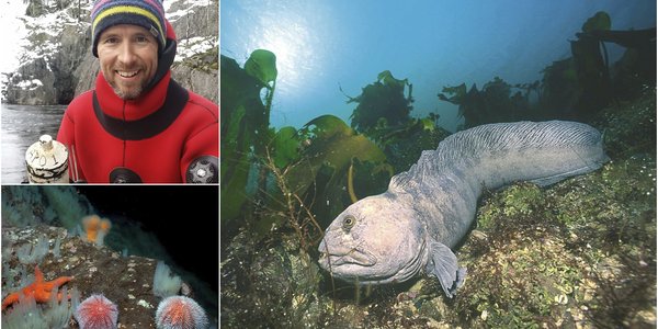 

Montasje med tre bilder. Et av en mann som smiler til kamera, et av en steinbit på havbunnen og det tredje viser kråkeboller på svaberg.