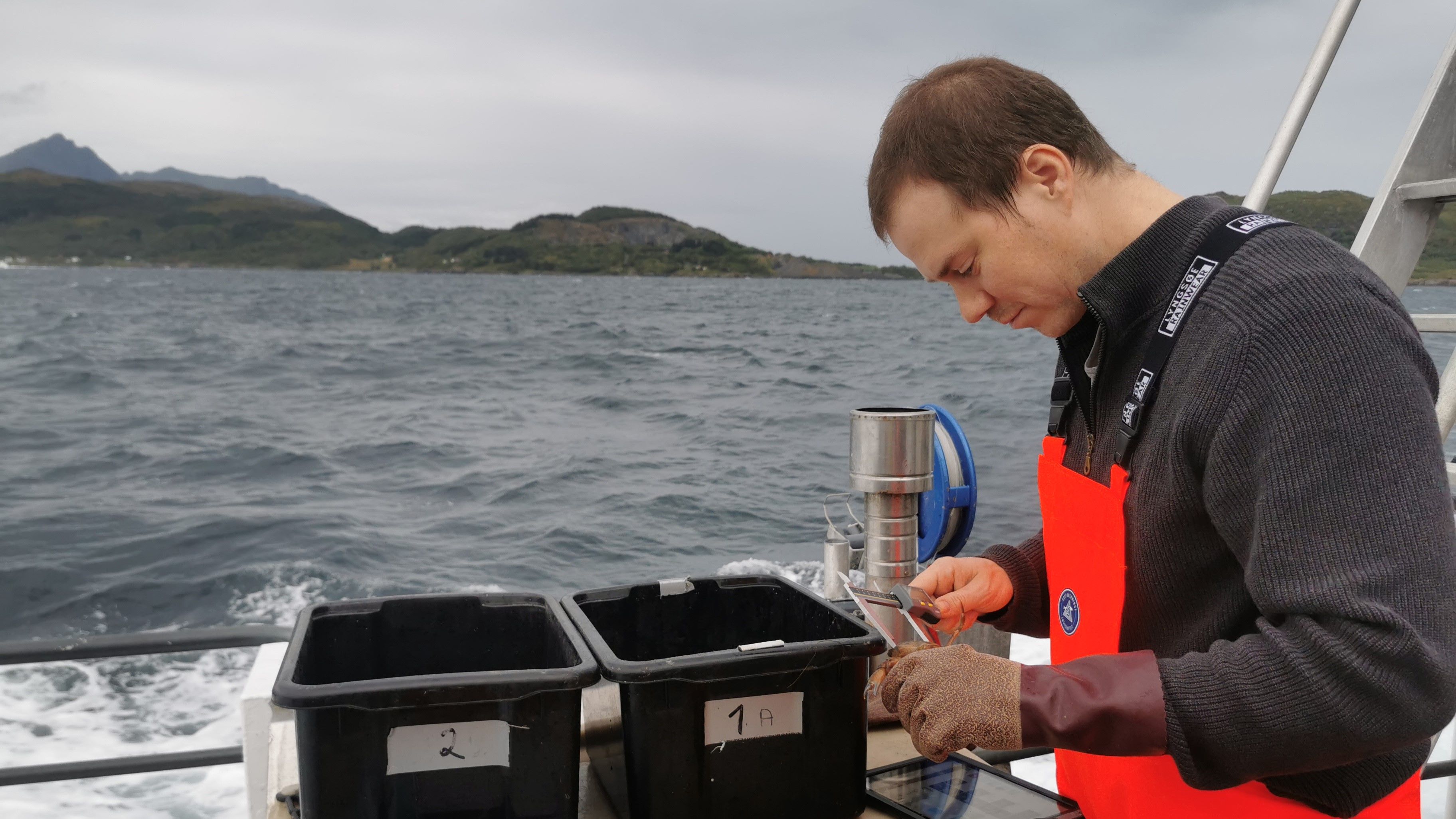 Nærbilde av forsker i båt som måler størrelsen på en krabbe.