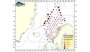 Fangster rognkjeks på Kings Bay og Vendla makrell økotoktet 2020