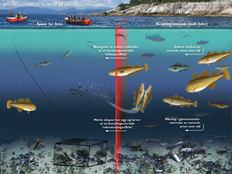 Illustrasjon som viser hvordan marine bevaringsområder kan føre til større tetthet og økt gjennomsnittsstørrelse av vernede arter, og at disse effektene kan «lekke» til områdene rundt hvor det er åpent for fiske.  