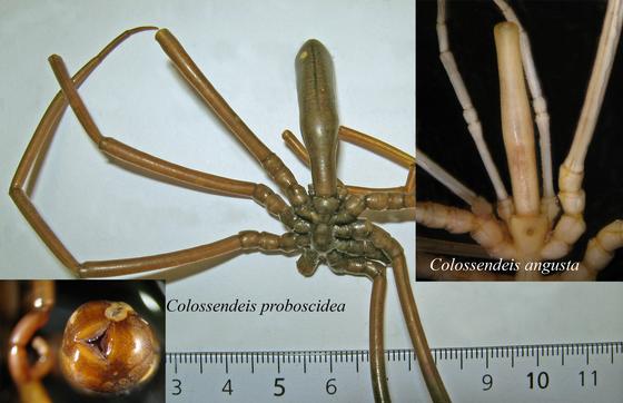 sea spiders