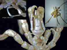 sea spiders