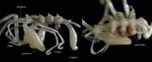 sea spiders