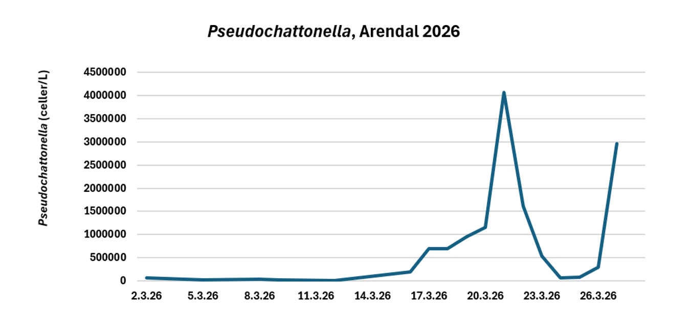 grafen viser at mengden alge har øket