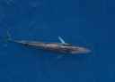 Finnhval i havoverflaten fotografert med drone.
