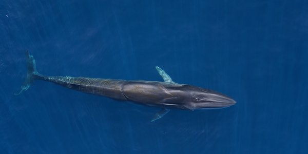 

Finnhval i havoverflaten fotografert med drone.