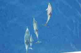 Tre store og én liten delfin sett ovenfra mens de svømmer i blått vann.