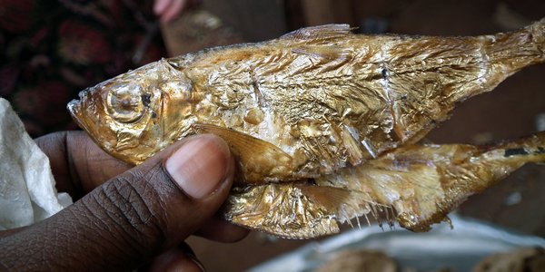 Fisk på marked i Ghana DSCF