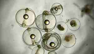 Lab. bilde av fiskeegg