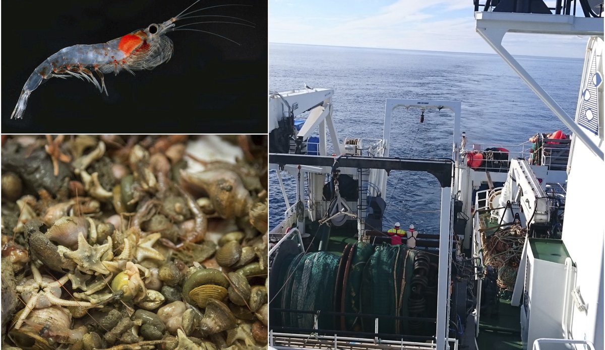 
Fiskemager i Barentshavet3