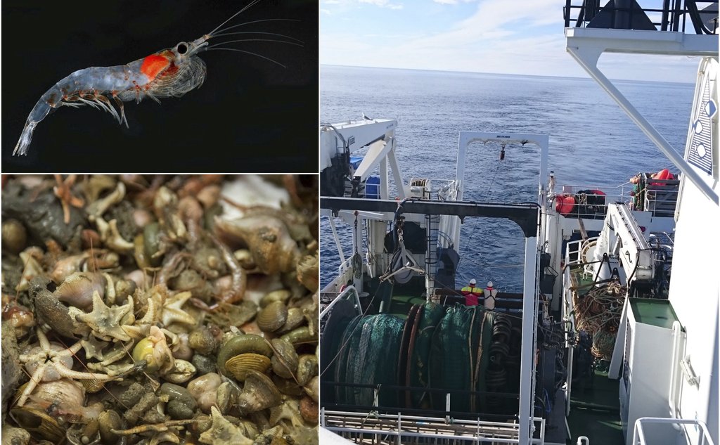 Fiskemager i Barentshavet3