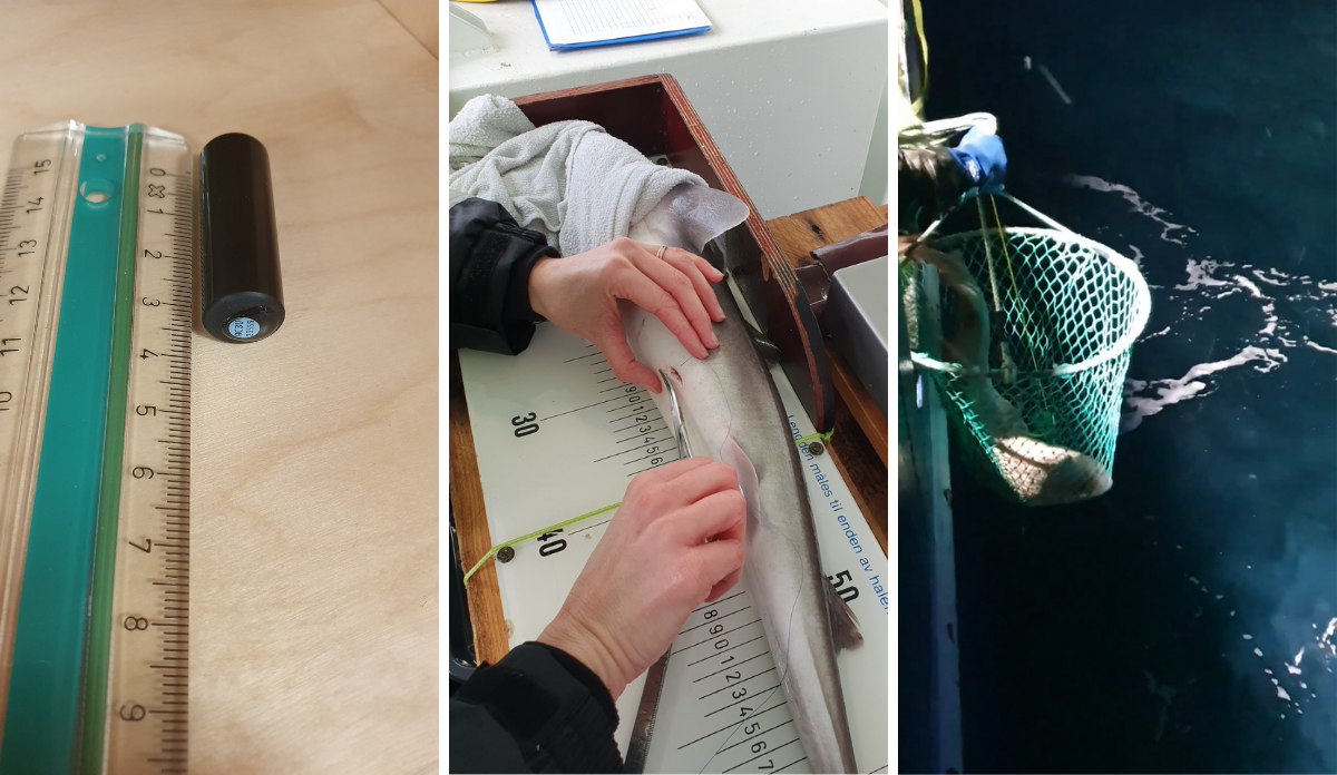 
Kollasj som viser først hvordan et fiskemerke ser ut, det er en liten svart sylinder på omtrent seks centimeter. Så viser bildet en fisk som ligger med buken synlig, der merket vert operert inn. Og til sist at en torsk blir slippt ut igjen i havet ved hjelp av en håv. 