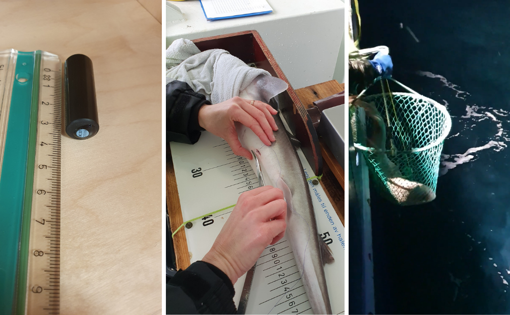 Kollasj som viser først hvordan et fiskemerke ser ut, det er en liten svart sylinder på omtrent seks centimeter. Så viser bildet en fisk som ligger med buken synlig, der merket vert operert inn. Og til sist at en torsk blir slippt ut igjen i havet ved hjelp av en håv. 