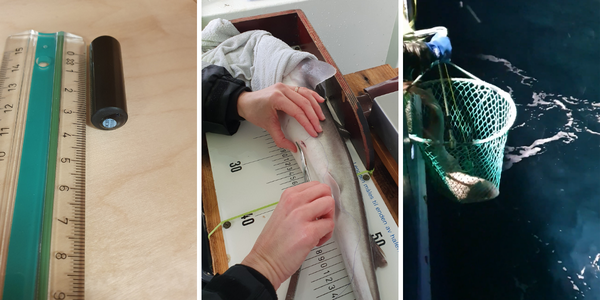 

Kollasj som viser først hvordan et fiskemerke ser ut, det er en liten svart sylinder på omtrent seks centimeter. Så viser bildet en fisk som ligger med buken synlig, der merket vert operert inn. Og til sist at en torsk blir slippt ut igjen i havet ved hjelp av en håv. 