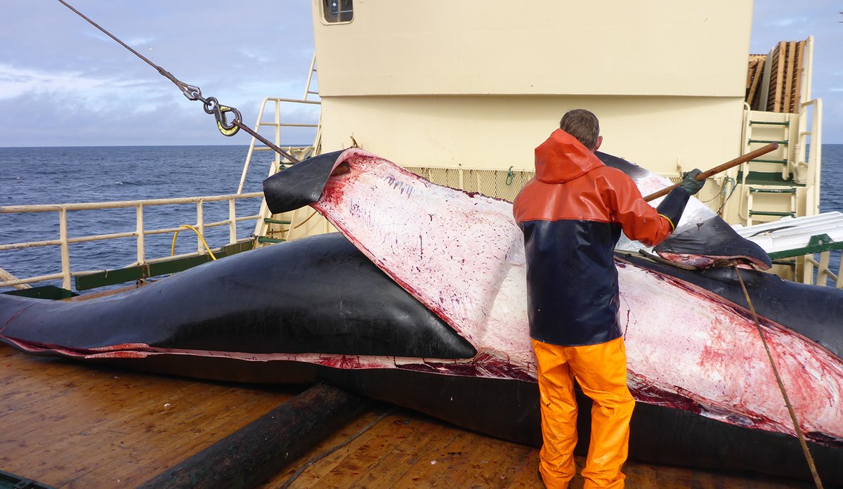 
Vågehval flenses på dekk. En mann arbeider med å flense av spekket i en operasjon.