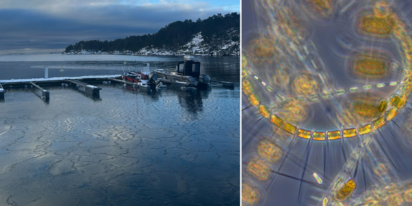 

Kollasj viser mikroskopbilde av alger, utsikt fra e molo og en kvinne med en håv på bryggekanten