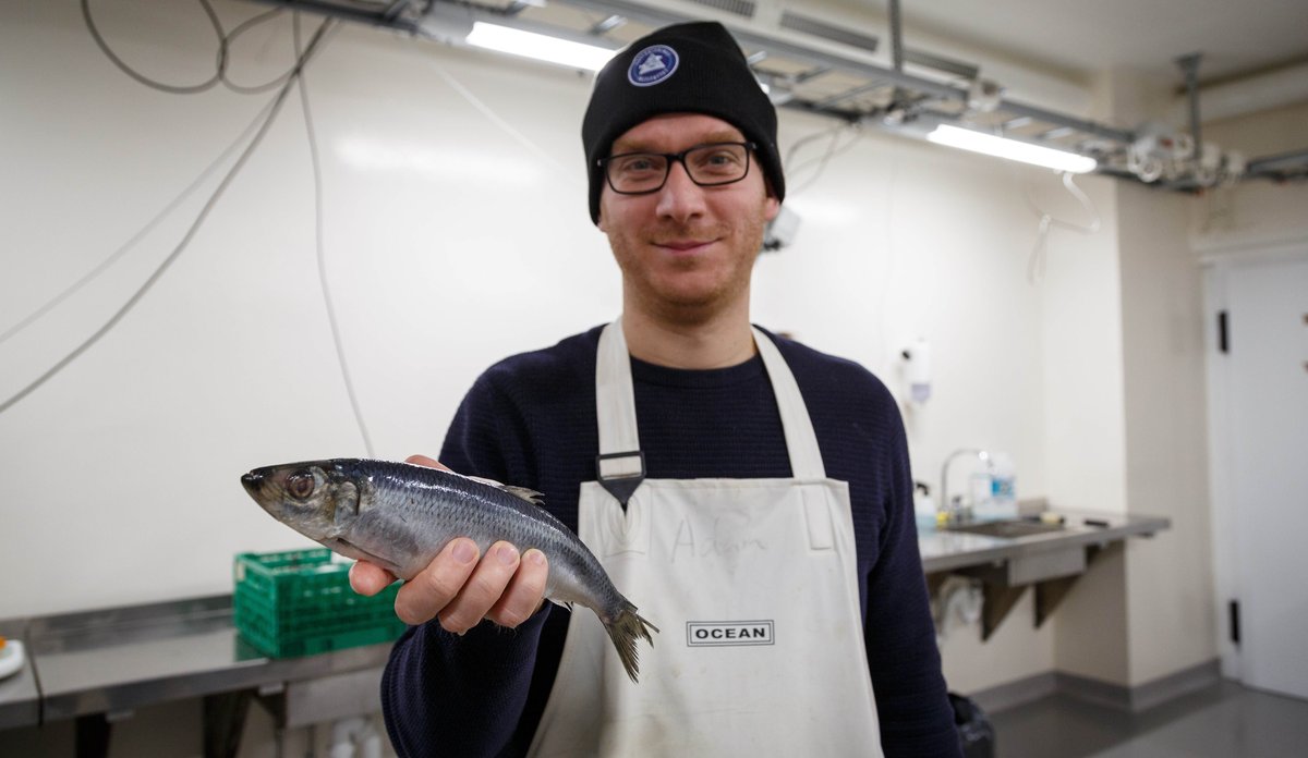
Halvfigurportrett av en mann med hvitt forkle, briller og lue med logoen til Havforskningsinstituttet. Han står inne i et rom med hvite vegger og holder ei sild i hånda.