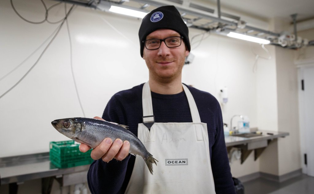 Halvfigurportrett av en mann med hvitt forkle, briller og lue med logoen til Havforskningsinstituttet. Han står inne i et rom med hvite vegger og holder ei sild i hånda.