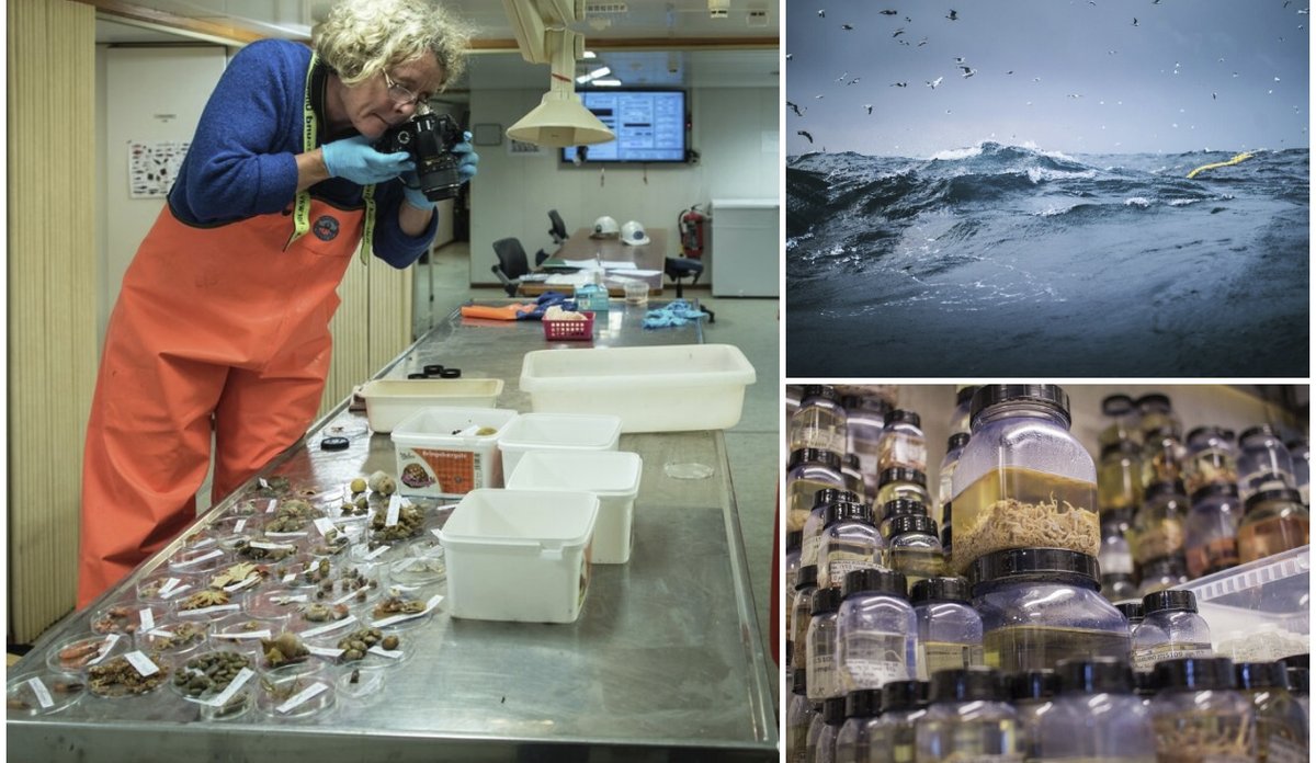 
Kollasj av tre bilder satt sammen. Det ene er fra et forskningsfartøy, der en forsker i vadebukser tar bilder av ulike bunndyr som ligger på sorteringsbordet. Et annet er av havoverflaten og det siste er mange krukker stablet opp på hverandre og med ulike bunndyr inn i.