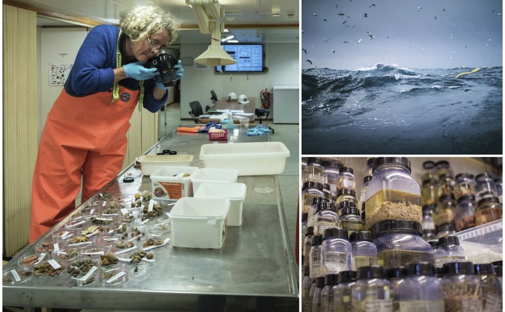 Kollasj av tre bilder satt sammen. Det ene er fra et forskningsfartøy, der en forsker i vadebukser tar bilder av ulike bunndyr som ligger på sorteringsbordet. Et annet er av havoverflaten og det siste er mange krukker stablet opp på hverandre og med ulike bunndyr inn i.