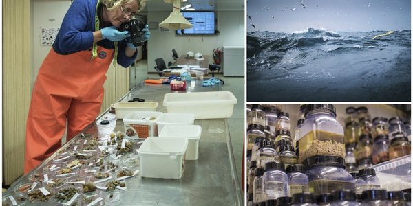 

Kollasj av tre bilder satt sammen. Det ene er fra et forskningsfartøy, der en forsker i vadebukser tar bilder av ulike bunndyr som ligger på sorteringsbordet. Et annet er av havoverflaten og det siste er mange krukker stablet opp på hverandre og med ulike bunndyr inn i.