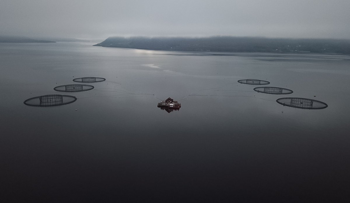 
Dronebilde av et oppdrettsanlegg