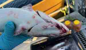 En hånd holder en død fisk. Fisken har svimerker på skinnet. 