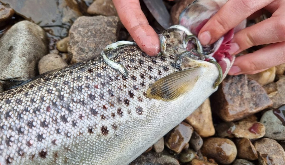 
foto av fisk med små fisker som tyter ut av gjellene