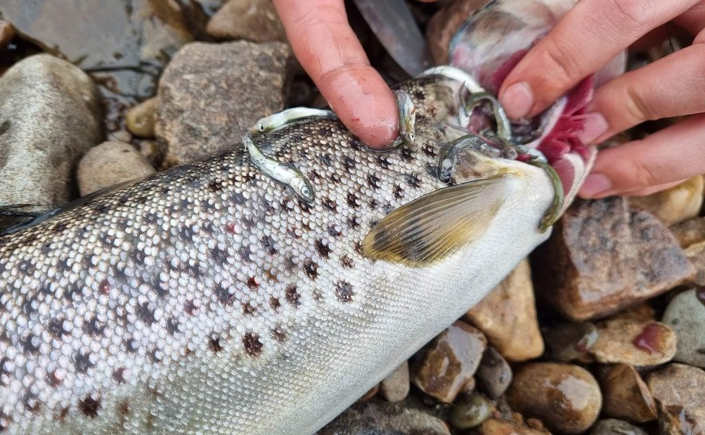 foto av fisk med små fisker som tyter ut av gjellene
