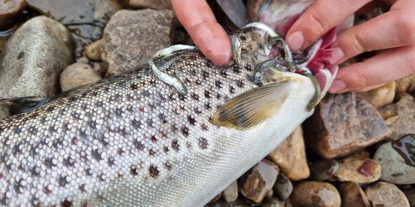 

foto av fisk med små fisker som tyter ut av gjellene