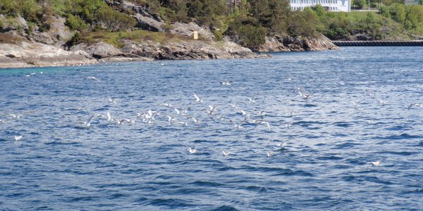 

Fugl som samles for å spise rester av fisk