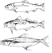 Skisse over forskjellige svømmeblæretyper: (1) åpen (laks), (2) lukket (torsk) og (3) uten svømmeblære (cobia); d = svømme blære. Illustrasjon: Stein Mortensen, HI.