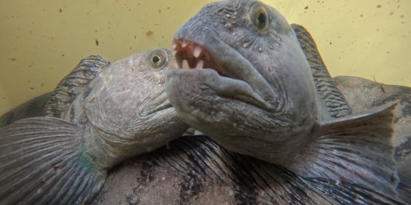 

undervannsfoto av steinbiter i et kar