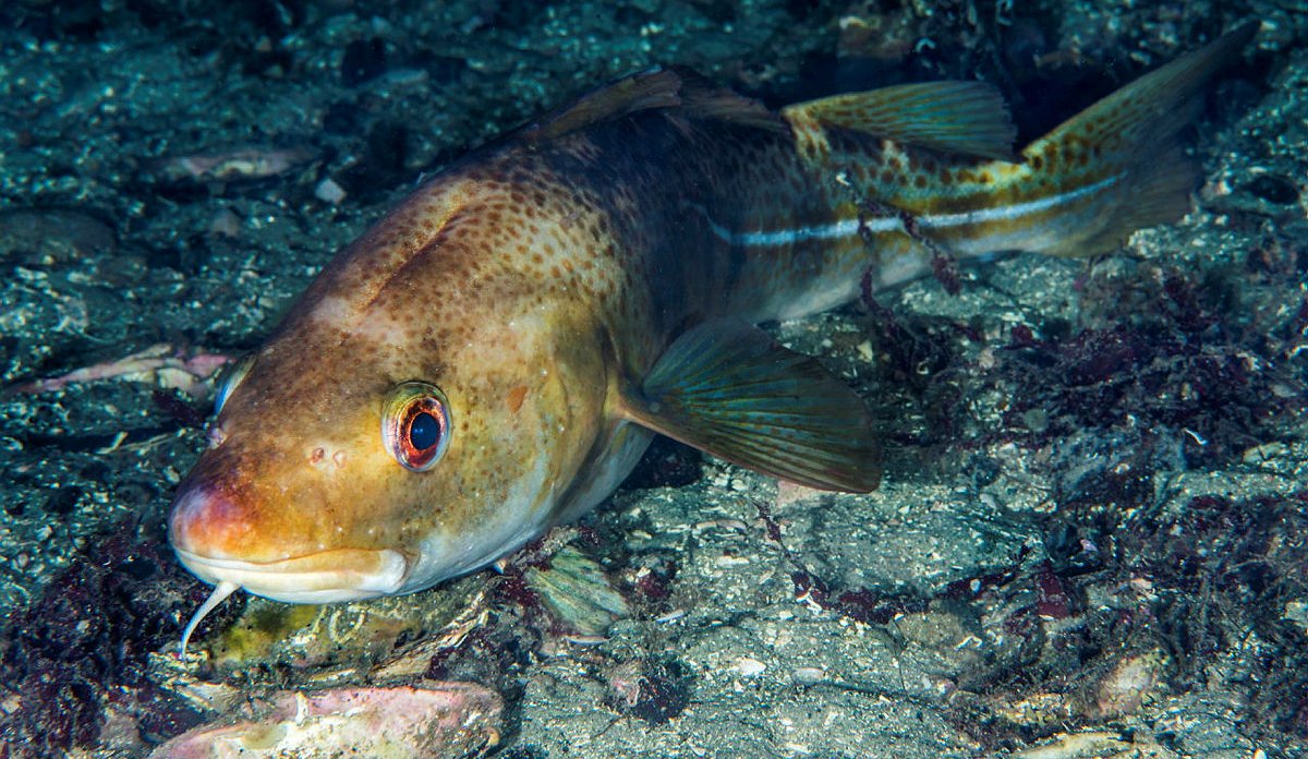 
undervannsfoto av en torsk
