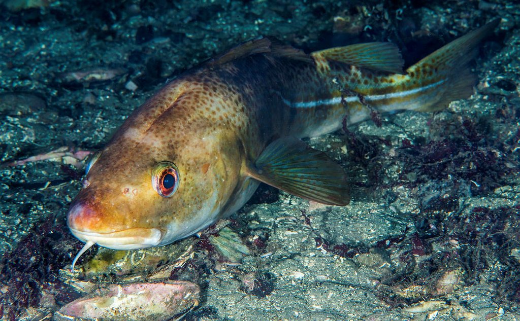 undervannsfoto av en torsk